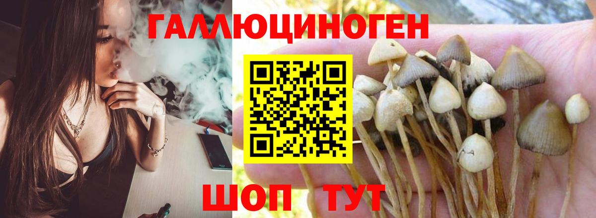 Галлюциногенные грибы Psilocybe Нефтекумск